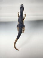 Other Brand Allosaurus Figure